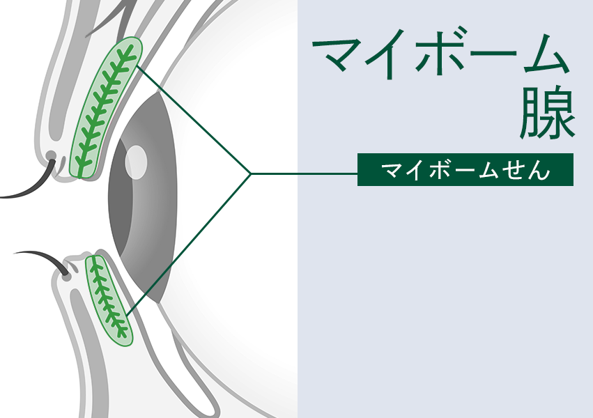 マイボーム腺の説明