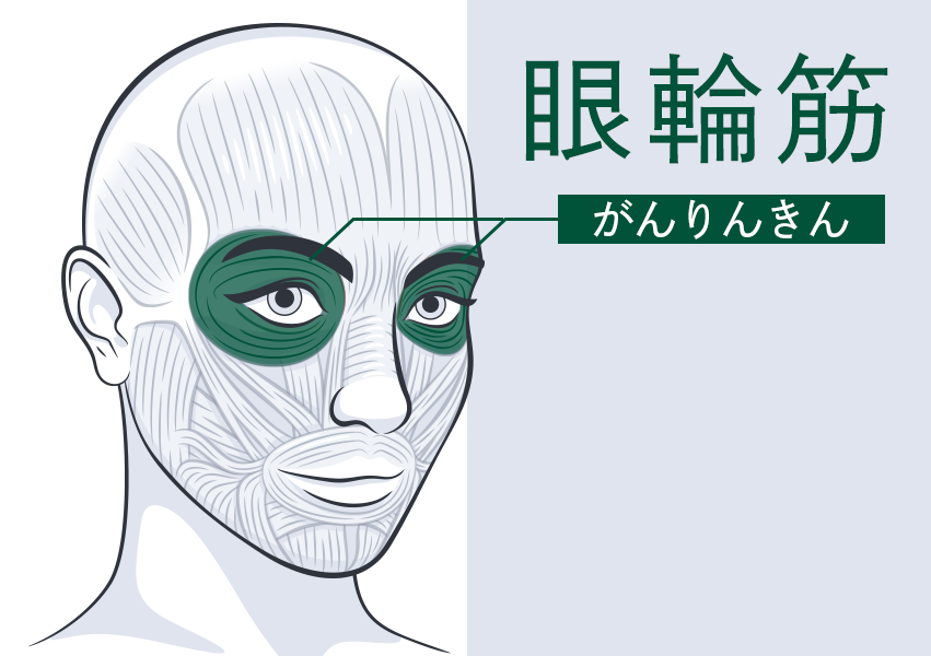 眼輪筋の説明